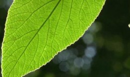 叶子视频,探索自然之美，感受生命律动